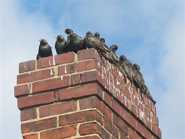 Group of birds lined up on a chimney